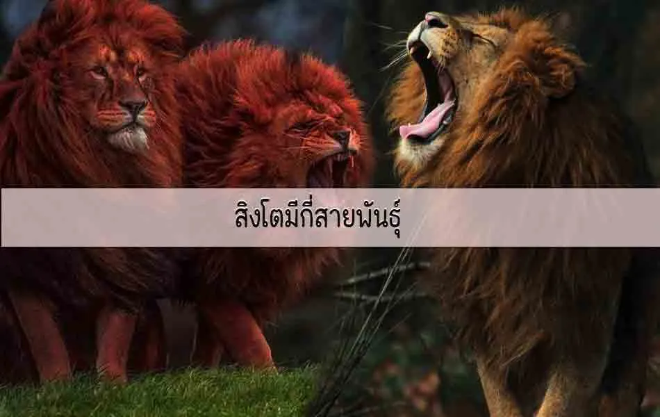 สิงโตมีกี่สายพันธุ์