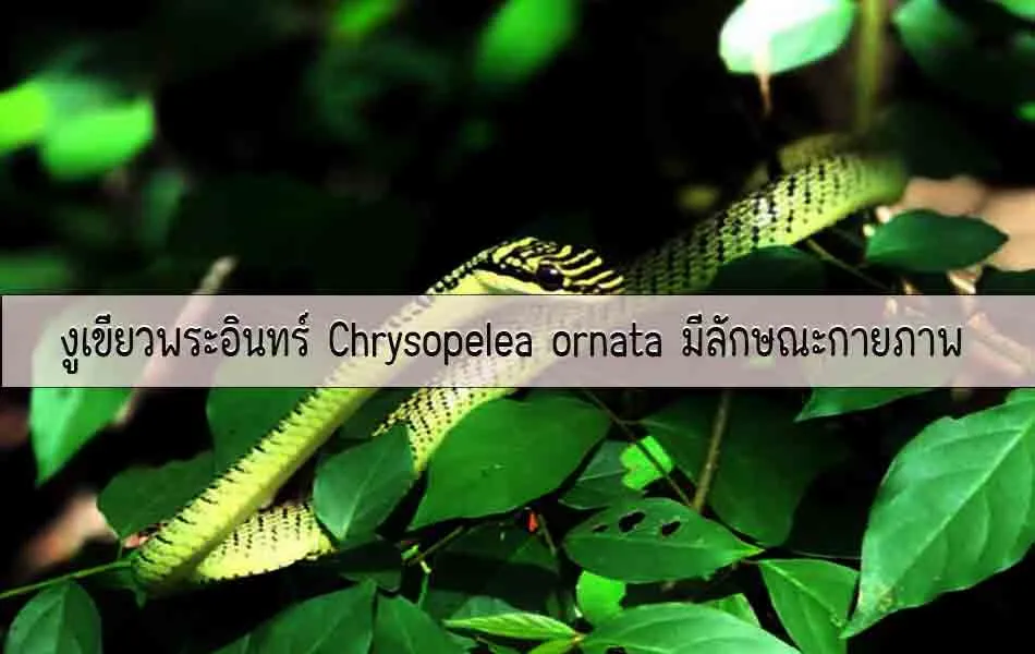 งูเขียวพระอินทร์Chrysopeleaornataมีลักษณะกายภาพอย่างไร