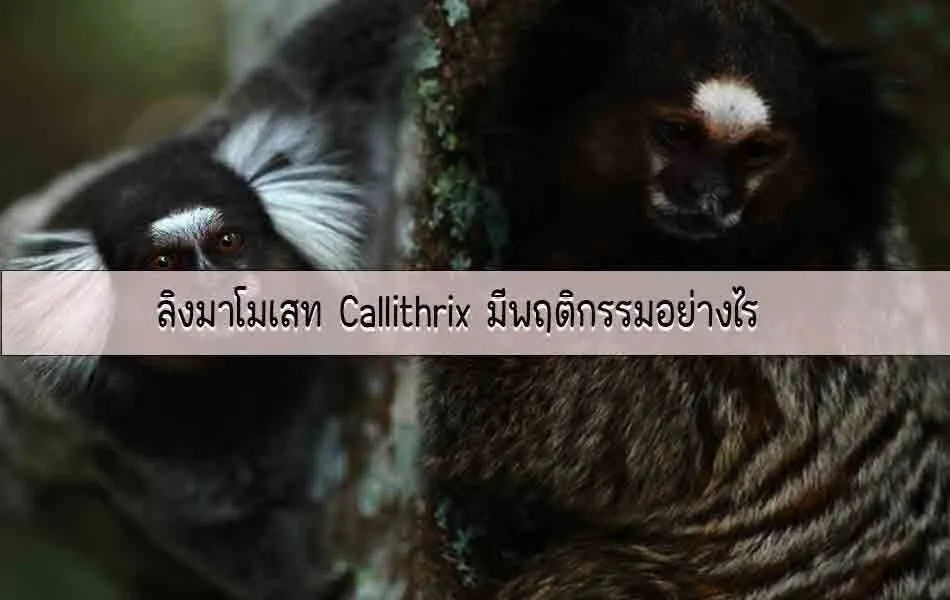 ลิงมาโมเสทCallithrixมีพฤติกรรมอย่างไร