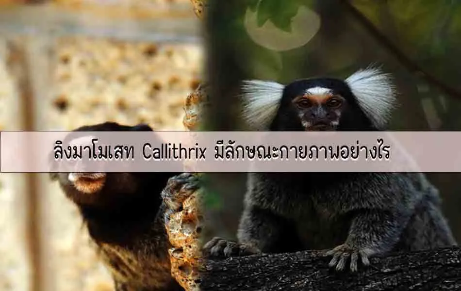 ลิงมาโมเสทCallithrixมีลักษณะกายภาพอย่างไร