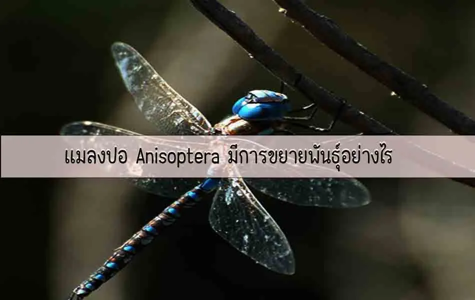 แมลงปอAnisopteraมีการขยายพันธุ์อย่างไร