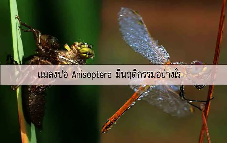 แมลงปอAnisopteraมีพฤติกรรมอย่างไร